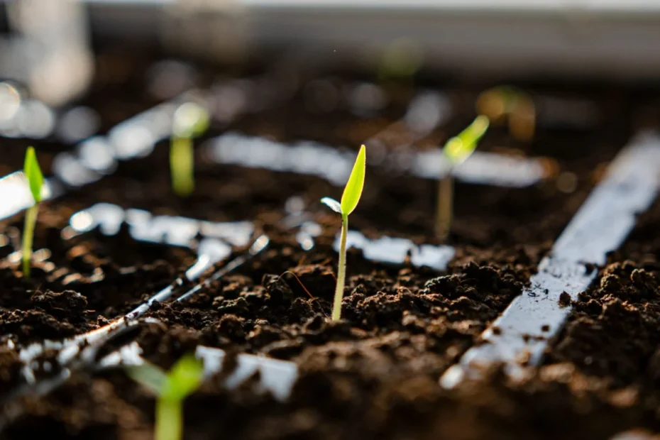 germinação