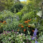 Jardim