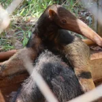 animais silvestres
