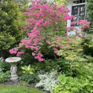 Jardinagem