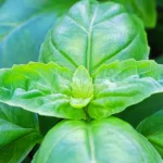 basil