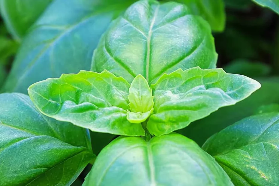 basil