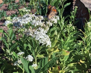 Frostweed