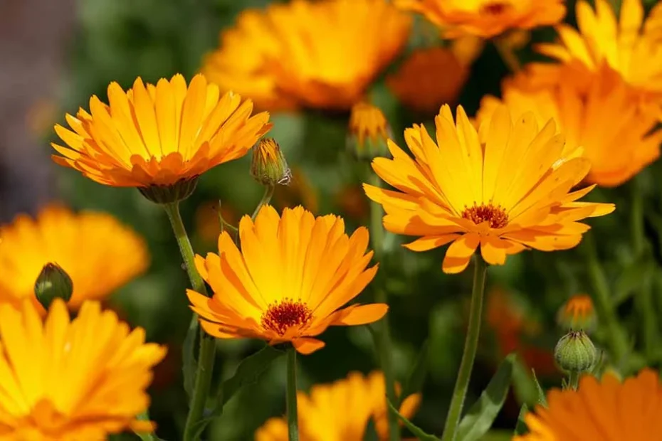 flores de outono