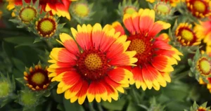 Gaillardia