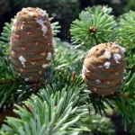 California Red Fir