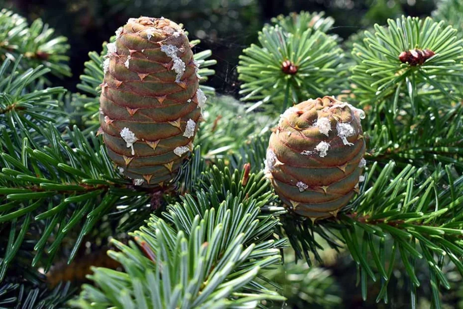 California Red Fir