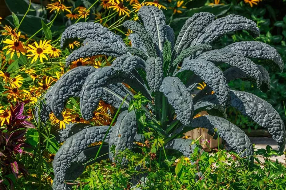 Lacinato kale