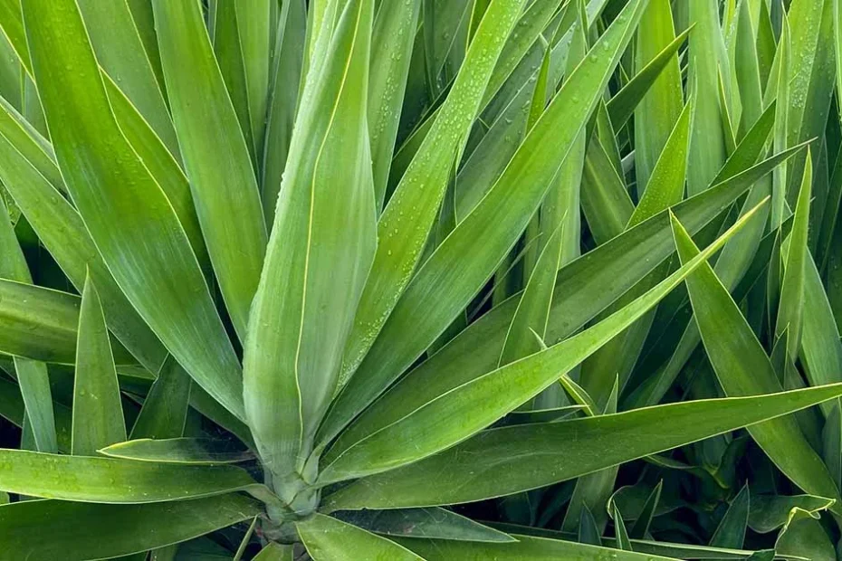 Yucca
