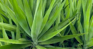 Yucca
