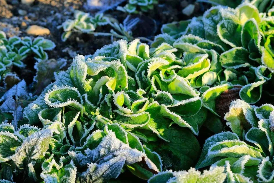 winter gardening