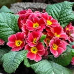 Primrose
