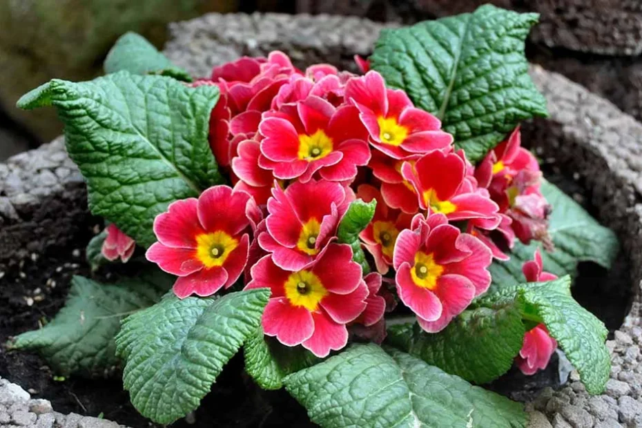 Primrose