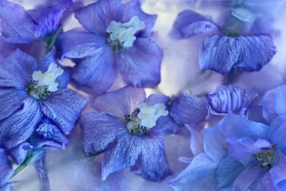 Delphinium