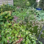 Jardim