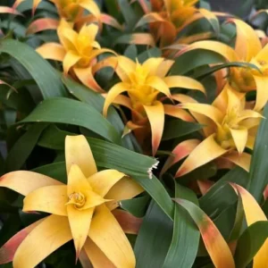 Bromeliads