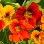 Nasturtiums