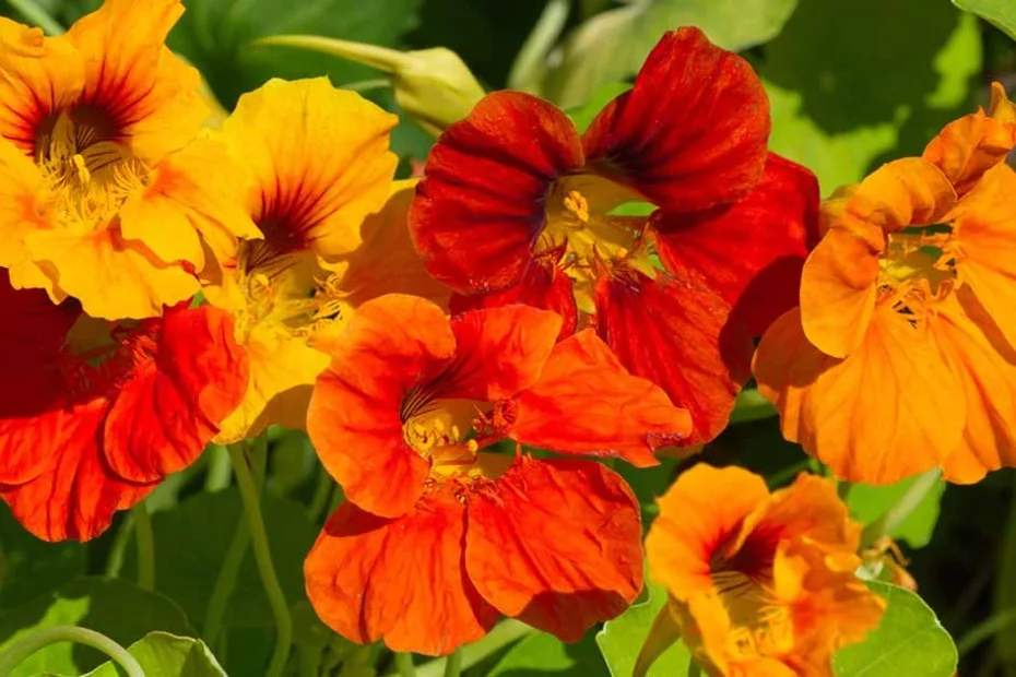 Nasturtiums