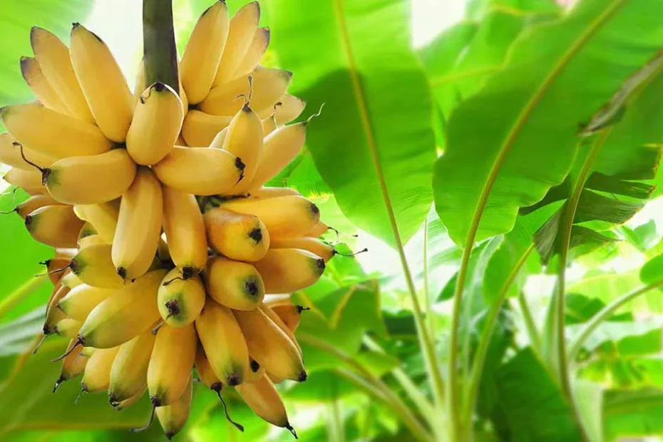 Banana plants