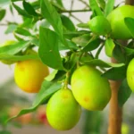Limequat