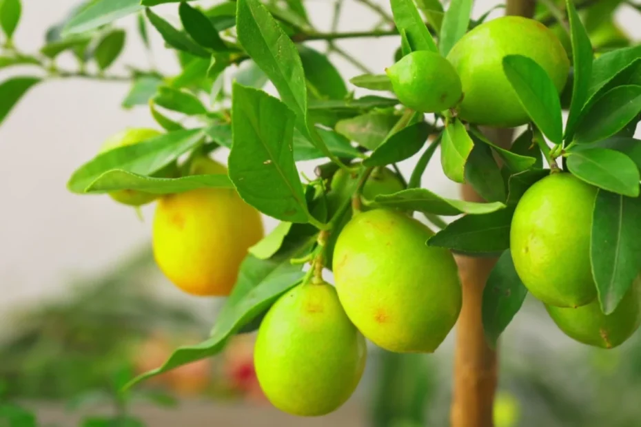 Limequat