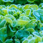 lettuce