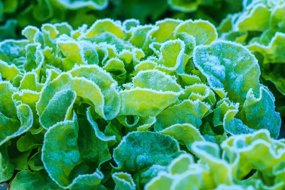 lettuce