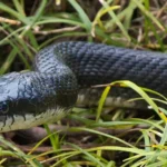 repelir cobras