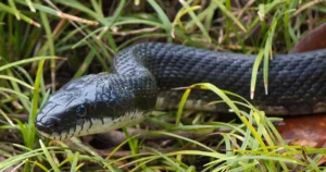 repelir cobras