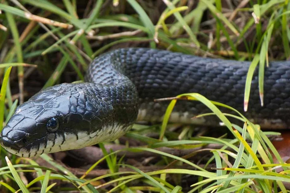 repelir cobras