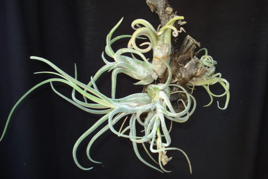 Tillandsia