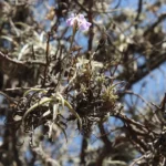 Tillandsia