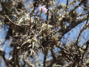 Tillandsia