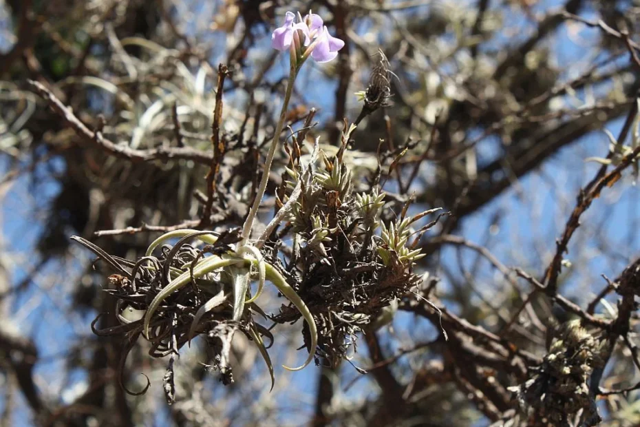 Tillandsia
