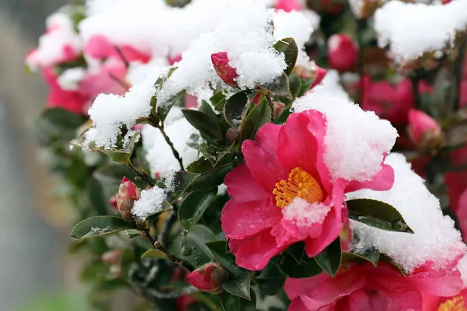 flores de inverno