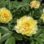 peonies