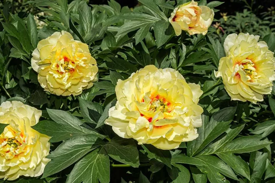 peonies