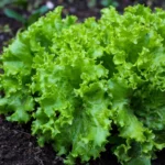 agricultura urbana