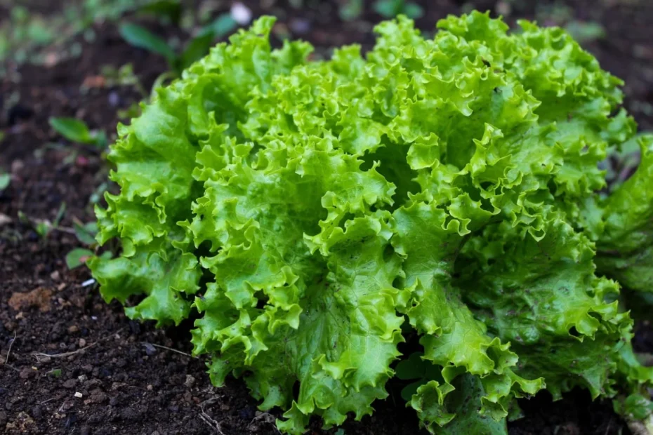 agricultura urbana