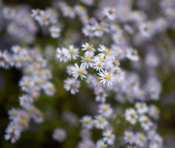 Aster