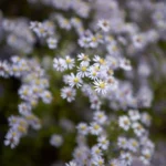 Aster
