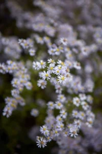 Aster