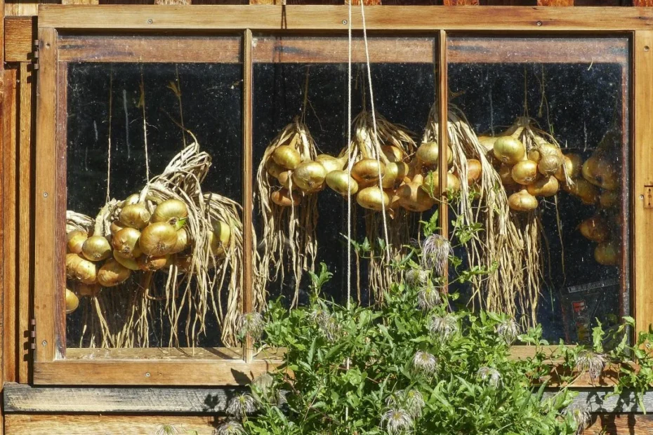Horta