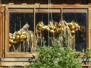 Horta