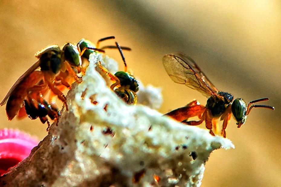 mudanças climáticas