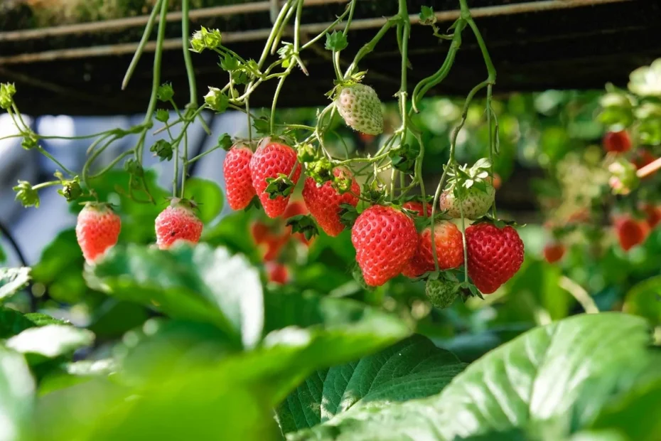 frutas