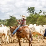 Agricultura familiar