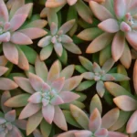 suculentas