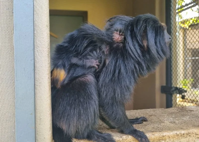 Sagui