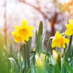 Narciso